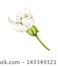 Watercolor Cherry Blossom Botanical Flower Clipart 143349321