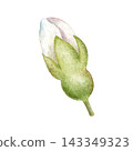 Watercolor Cherry Blossom Bud Botanical Clipart 143349323