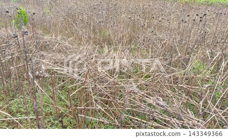 A scene of a neglected, withered sunflower field in autumn. A scene of a neglected, withered sunflower field in autumn. 143349366
