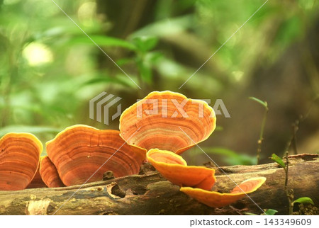 false Turkey tail fungi mushroom growth for rain season on tree trunk in Chet Kod Pong Kon Sao national park at Thailand false Turkey tail fungi mushroom growth for rain season on tree trunk in Chet Kod Pong Kon Sao national park at Thailand 143349609