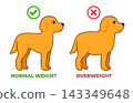 Normal weight and obese dog illustration 143349648