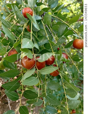 Berries of the common jujube tree (lat.Ziziphus jujuba) hang on a branch, shown in close-up.Also known as the Chinese date. Berries of the common jujube tree (lat.Ziziphus jujuba) hang on a branch, shown in close-up.Also known as the Chinese date. 143349653