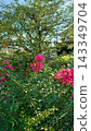 Pink crape myon 143349704