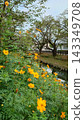 Yellow cosmos flowers blooming along the Shingashi River 143349708