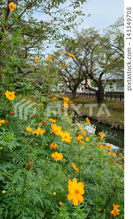 新石川沿岸盛開著黃色的波斯菊。 新石川沿岸盛開著黃色的波斯菊。 143349708