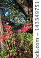 A cluster amaryllis in the shade 143349751