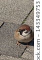 Plump sparrow 143349753