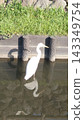 A great egret standing by the Shingashi River 143349754