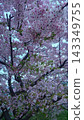 Cherry blossoms in full bloom 143349755