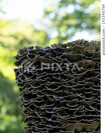 A cluster of Trametes versicolor mushrooms covering a tree stump A cluster of Trametes versicolor mushrooms covering a tree stump 143349794