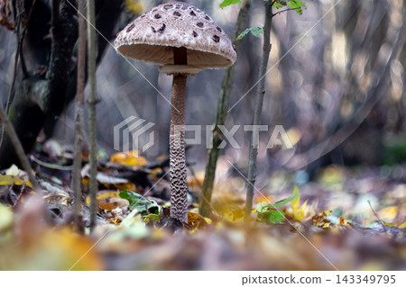 Parasol mushroom open cap autumn forest, artistic photo 143349795