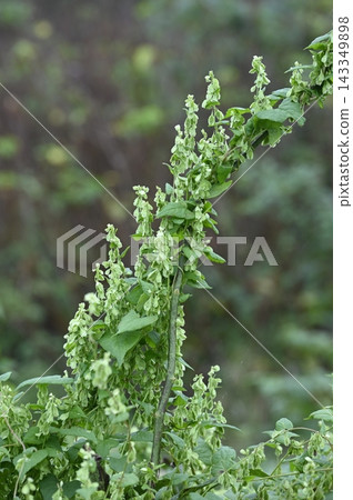 Fruiting Polygonum multiflorum Fruiting Polygonum multiflorum 143349898
