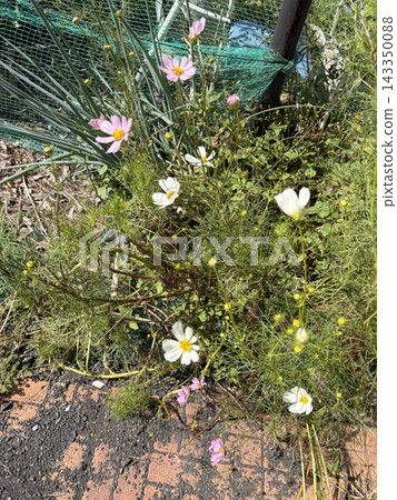 白花 白花 143350088