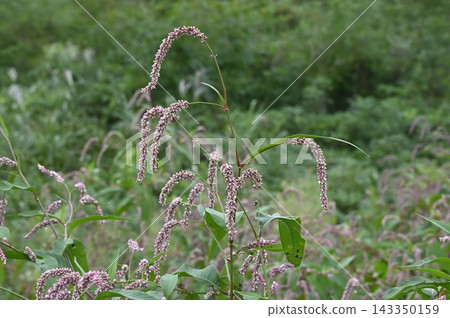 Flower spikes of Polygonum longisetum blooming in Kuji City, Iwate Prefecture 143350159