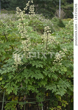 Flowering Udo Flowering Udo 143350246