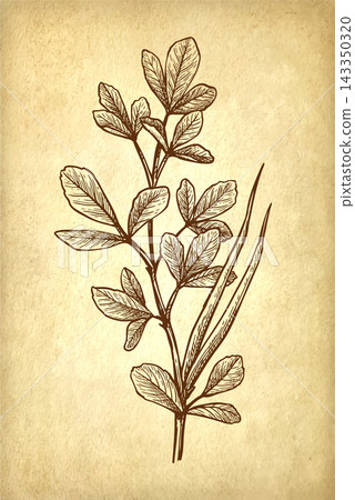 Fenugreek Branch with Pods Ink Sketch 143350320