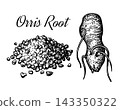 Dried orris root and fresh iris rhizome ink sketch 143350322