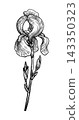 Iris Pallida Flower and Buds Botanical Sketch 143350323