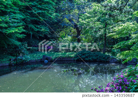 2024年5月,在繁茂的新綠植環繞下,寬泉園池塘邊盛開著紫色的杜鵑花。 2024年5月,在繁茂的新綠植環繞下,寬泉園池塘邊盛開著紫色的杜鵑花。 143350687