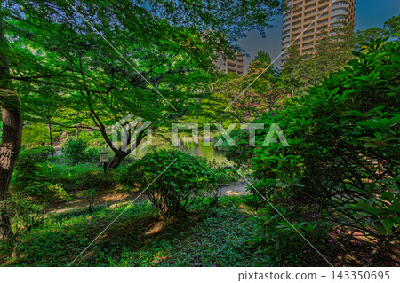 從綠樹成蔭的高處俯瞰池塘和周圍花園。 2024年5月。 從綠樹成蔭的高處俯瞰池塘和周圍花園。 2024年5月。 143350695