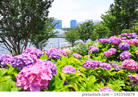 [東京都江東區]水之廣場公園的繡球花 143350879