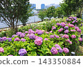 [Koto Ward, Tokyo] Hydrangeas at Mizu no Hiroba Park 143350884