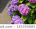 [Koto Ward, Tokyo] Hydrangeas at Mizu no Hiroba Park 143350885