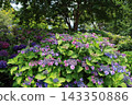 [Koto Ward, Tokyo] Hydrangeas at Mizu no Hiroba Park 143350886