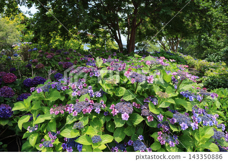 [Koto Ward, Tokyo] Hydrangeas at Mizu no Hiroba Park 143350886
