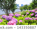 [Koto Ward, Tokyo] Hydrangeas at Mizu no Hiroba Park 143350887