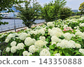 [Koto Ward, Tokyo] Hydrangeas at Mizu no Hiroba Park 143350888