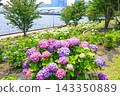 [Koto Ward, Tokyo] Hydrangeas at Mizu no Hiroba Park 143350889