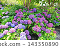 [Koto Ward, Tokyo] Hydrangeas at Mizu no Hiroba Park 143350890