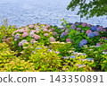 [Koto Ward, Tokyo] Hydrangeas at Mizu no Hiroba Park 143350891