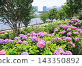 [Koto Ward, Tokyo] Hydrangeas at Mizu no Hiroba Park 143350892