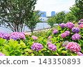 [Koto Ward, Tokyo] Hydrangeas at Mizu no Hiroba Park 143350893