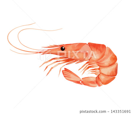Hand-drawn illustration of a single cooked pink shrimp isolated on a white background. Fresh seafood graphic element for culinary and restaurant menu design. Hand-drawn illustration of a single cooked pink shrimp isolated on a white background. Fresh seafood graphic element for culinary and restaurant menu design. 143351691
