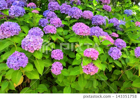 Blue hydrangea Blue hydrangea 143351758