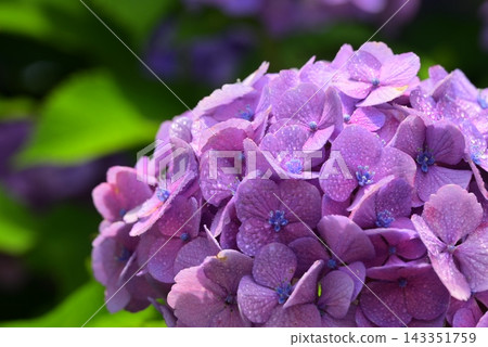 Hydrangea wet in the rain Hydrangea wet in the rain 143351759