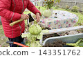 Freshly harvested cabbages with damaged outer leaves in a wheelbarrow during autumn garden harvest 143351762