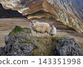 Icelandic Sheep in the countryside of southern Iceland 143351998
