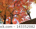 Autumn leaves of the park 143352082