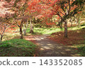 Autumn park 143352085
