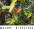 曇花的紅色花蕾只能欣賞一晚。 143352133