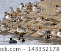 Ducks resting on the shore 143352178