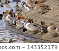 A duck resting by the water 143352179