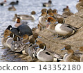 Ducks napping by the water's edge 143352180