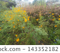 橙色的波斯菊花 143352182