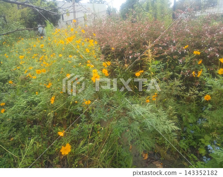 橙色的波斯菊花 橙色的波斯菊花 143352182