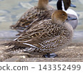 Pintail 143352499